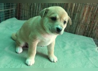 Welpe Sina: Neu im Tierheim