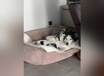 2 zuckersüße Maltipoo Welpen - Rüde und Hündin