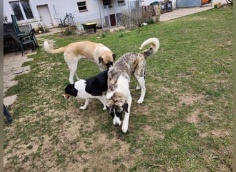 Transmontano  Herdenschutzhund / Wachhund