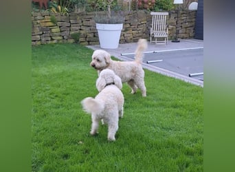 Wunderschöne Goldendoodle-Mix Welpen