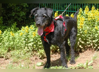 Feliciti - fröhlicher Familienhund - Tierhilfe Franken e.V.