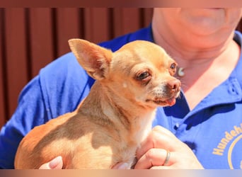 Parfis PP – Sanfte Chihuahua-Dame sucht liebevolles Zuhause