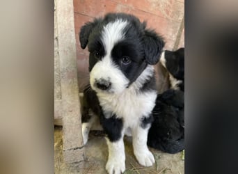 Chauncey, geb. ca. 03/2025, lebt in GRIECHENLAND, auf einer privaten Pflegestelle