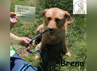 Brena - Sanftmut im weichen Fell