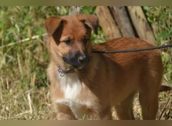 Rosi, ein verspieltes Hundekind auf der Suche nach einem Zuhause fürs Leben