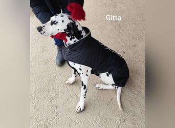 Gitta, zur Zucht missbraucht hat konkrete Interessenten