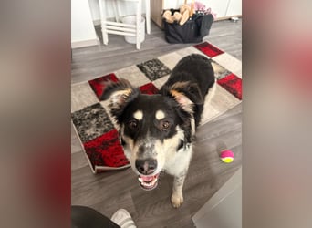 ❤️Käthy...ein schlaues Hundemädchen auf der Suche nach ihrem Für-Immer-Zuhause!