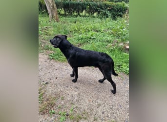 MOGLI ❤️ liebevoller Riese, Pflegefamilie Oberursel