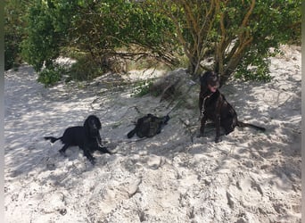 C - Wurf Flat Coated Retriever 2025