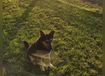 Schäferhundmischling Bono