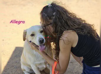 Allegra 04/2021 (in Deutschland) - sanfte, verspielte und feine Labrador Retriever Mix Dame!