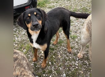Letti, geb. ca. 05/2024, lebt in GRIECHENLAND, auf einem Gelände, auf dem die Hunde notdürftig verso