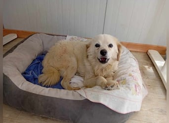 Ivan, kleiner Herzenshund, ca. 13 Jahre, ca. 36cm, ca. 9kg