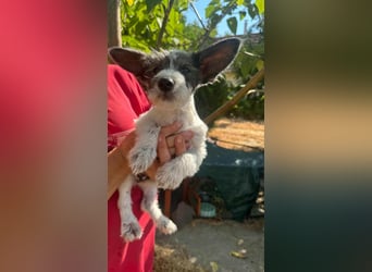 Lobo, geboren 30.03.2025, 23cm sucht seine Menschen