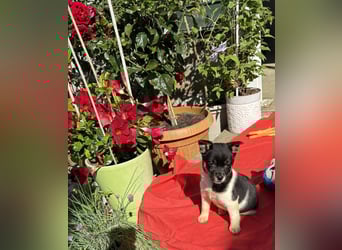 Vera, kleines Hundekind sucht ein Zuhause