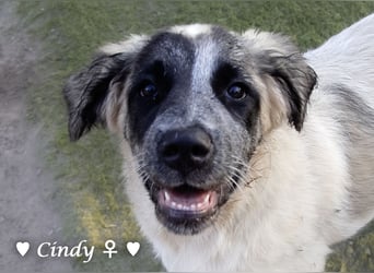Cindy und Carla suchen ab Mitte Juli ein Zuhause