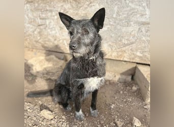 ❤️ außergewöhnliche Schönheit KORMA - 9,5 Jahre, 46cm/20kg - SchnauzerMix