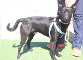 Faustino, Labrador-Mix - freundlich und sozial
