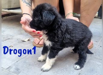 Drogon1 geb. 05/2025 (ESP) - aufgeweckter Border-Collie-Mix Welpe!