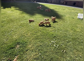 Wunderschöner reinrassiger Vizsla Welpe