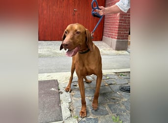 Carlos, geboren 08.01.2021, 69cm sucht aktives Zuhause