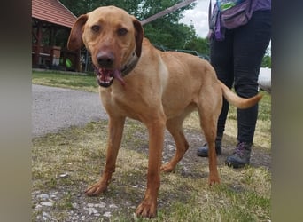 Boburék, evtl. Labrador-Mix, ist aktiv und wasserbegeistert !