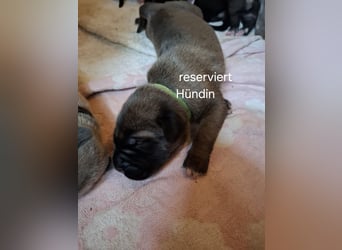 Cane Corso Welpen