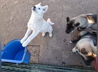 Akita - Husky Welpen