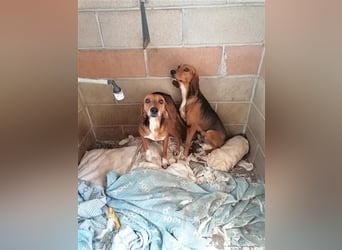 Durbans – raus aus dem Tierheim und eine Heimat finden…...