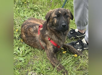 Ollie ein Engel auf 4 Pfoten
