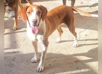 ♥Rosie♥ liebevolle, aktive Bracken-Lady
