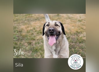 Sila: Große Hündin mit großem Herzen