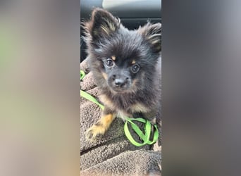 Zuckersüße reinrassige Zwergspitz / Pomeranian Welpen