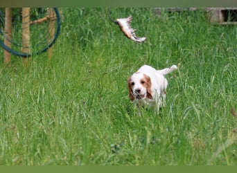 Traumfee - Irish Red and White Setter