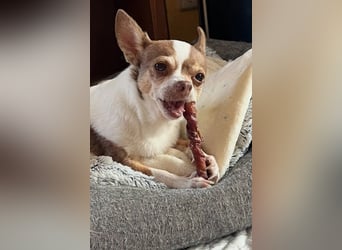 Kleine Seele Chihuahua-Hündin Muci sucht ihr Für-Immer-Zuhause