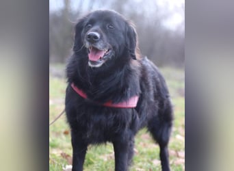 OldLady ZIVA❤️sanfte, ruhige und verschmuste Seelenhündin