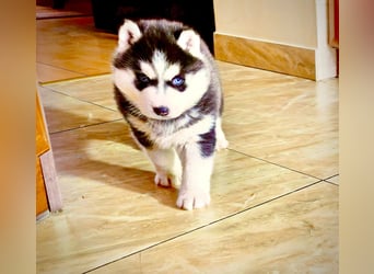FCI Pedigree Blue Eyed Black & White Siberian Husky Champion Puppy