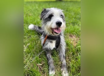 Sonnenschein Greta sucht aktives Zuhause