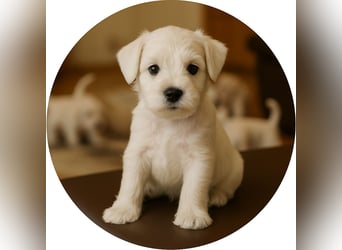 Welpen weiß Zwergschnauzer Rüde