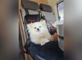 Pomeranian Spitz