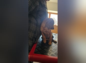 Stella, Pinscher-Mix, Hündin, klein, geb. 06.11.2024