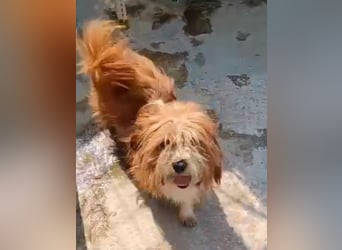 ⭐️LION⭐️, Rüde, 3 Jahre, 30 cm, Mischling, Tierschutz