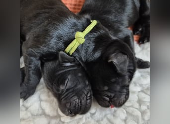 Schwarzer Flat Coated Retriever Rüdenwelpe