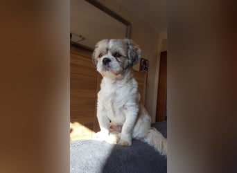 Unsere reinrassige Shih Tzu Hündin Sky sucht ab mitte Mai noch ihr neues Zuhause
