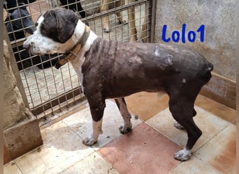 Lolo1 02/2019 (ESP) - freundliche, sozialer und sportlicher Spanischer Wasserhund!