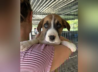 Ragnar, bereits auf PS in DE 53925 Kall /NRW, sucht Traumzuhause!