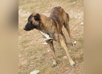 Daria, geb. ca. 12/2022, lebt in GRIECHENLAND, im städt. Tierheim Serres