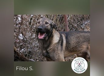 Filou – sensibler Junghund die Welt entdecken