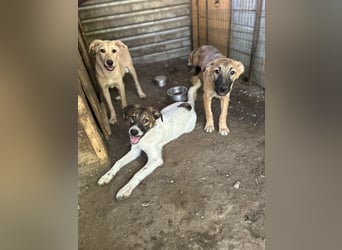 Wallace, 1 1/3-jähriger Rüde, SH ca. mittelgroß, freundlich, sozial, verspielt, neugierig