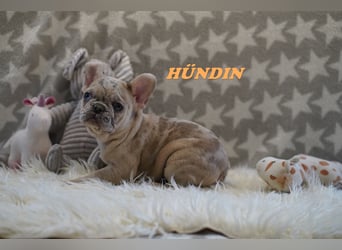Bezaubernde  & Freiatmende Französische Bulldogge Babys auf Familiensuche